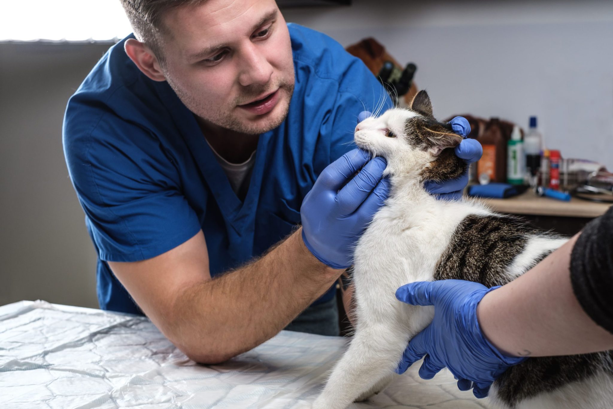 Veterinario revisando a gato