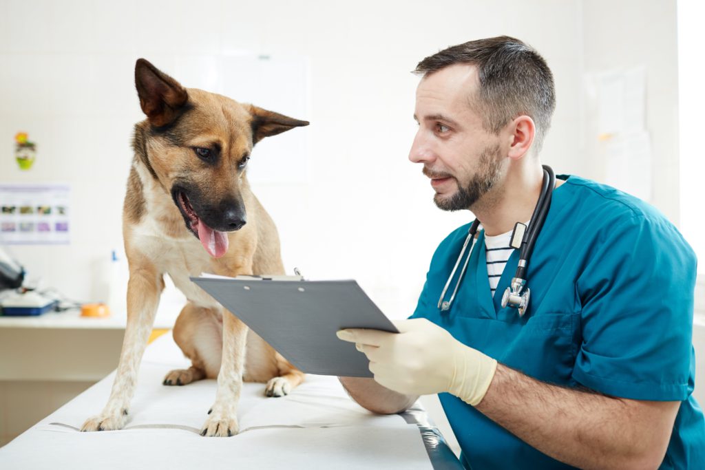 Veterinario revisando a un perro