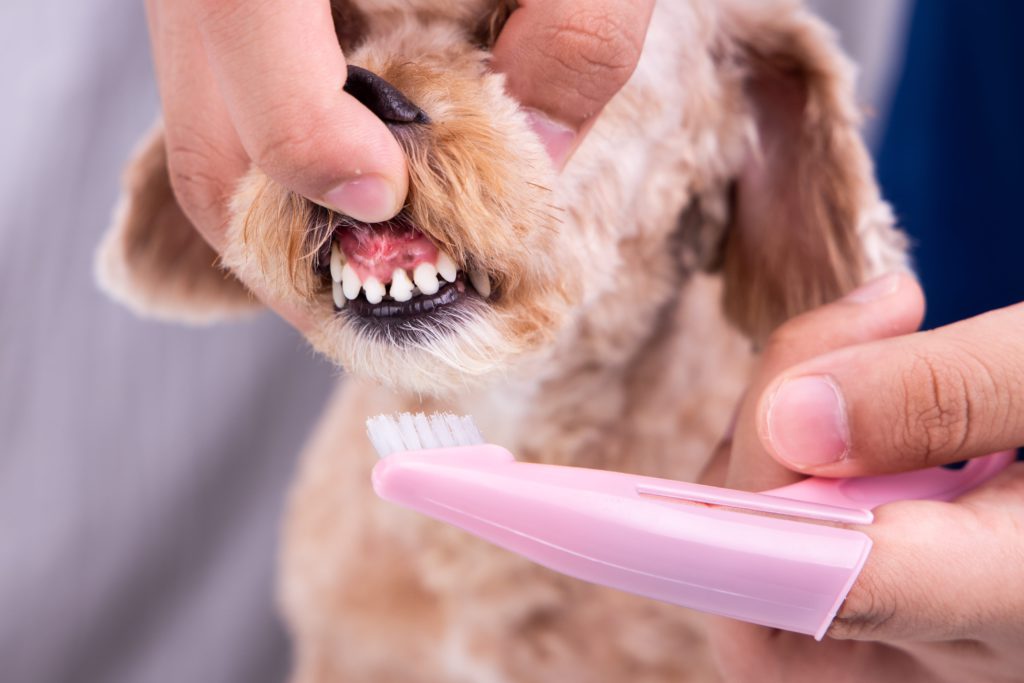 Limpieza dental a mascotas